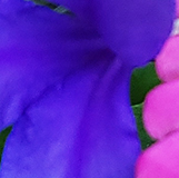 ハナアナナスの写真